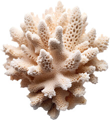 Obraz premium Corals PNG Photo Overlays - High-Resolution Transparent Coral Reef Overlays for Adding Vibrant and Realistic Marine Life Effects to Your Photos and Creative Projects. Perfect for Ocean-Themed Designs.