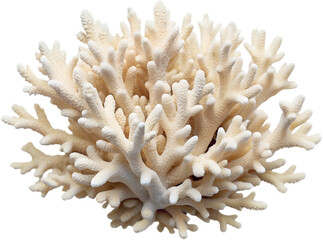 Corals PNG Photo Overlays - High-Resolution Transparent Coral Reef Overlays for Adding Vibrant and Realistic Marine Life Effects to Your Photos and Creative Projects. Perfect for Ocean-Themed Designs.