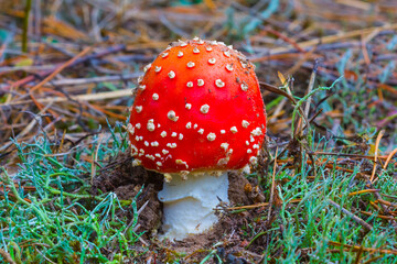 closeup red dry flyagaric mushroom  in autumn forest