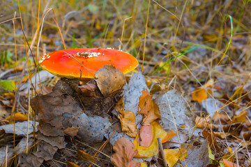 closeup red dry flyagaric mushroom  in autumn forest