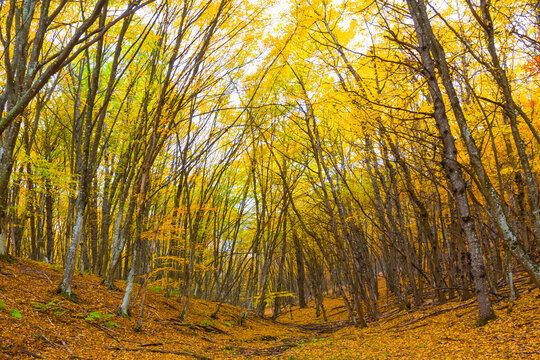 autumn beech tree grove  covered by red dry leaves