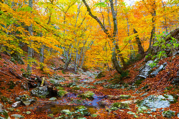 small brook flow through the mountain canyon covered by red dry leaves, autumn mountain landscape