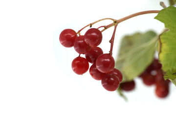 Close-up of guelder rose branch with red ripe berries and green leaves