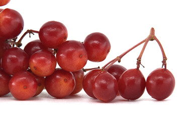 Close-up of guelder rose branch with red ripe berries and green leaves