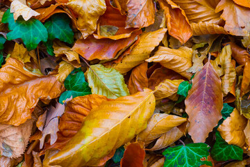 heap of red dry leaves on ground, beautiful natural outdoor background