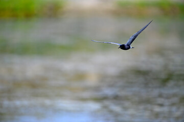 Trauerseeschwalbe // Black tern (Chlidonias niger)