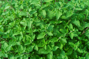 Lemon balm, Melissa officinalis on garden background