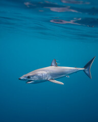 Mako shark, Isurus oxyrinchus, in Baja California, Mexico