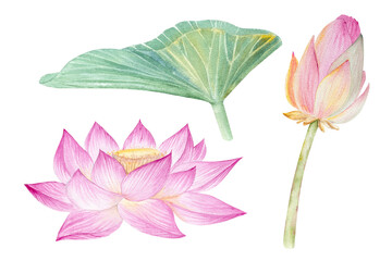 Lotus flowers,leaves. Hand drawn watercolor illustration of pink water lily,green leaves and seeds.Botanical drawing.Set with lotuses for design