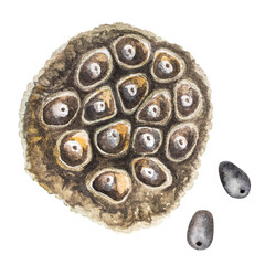 Watercolor set of lotus buds and seeds.Watercolor illustration hand drawing of lotus seeds set for design.