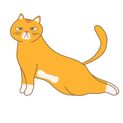 Orange Cat Yoga