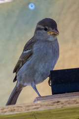 moineau des villes