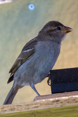 moineau des villes