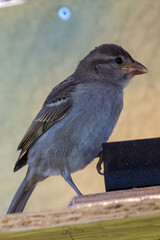 moineau des villes