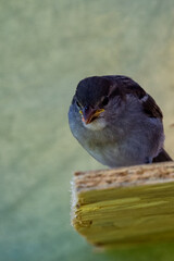 moineau des villes