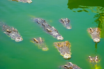 Many lot heads angry crocodile hidden in a swamp in the water of a river among the mud in green water.