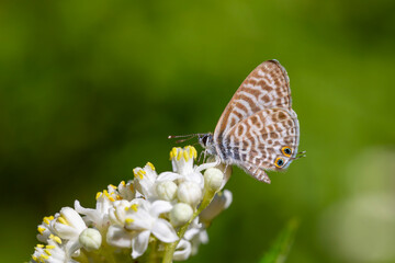 zebra print butterfly on a green plant, Lang's Short-tailed Blue, Leptotes pirithous