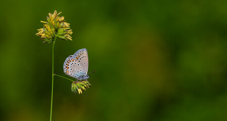 butterfly feeding on flowers, Anatolian Zephyr Blue , Plabejus modicus