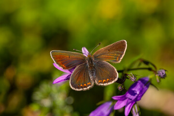 tiny butterfly feeding on purple flower,Geranium Argus, Polyommatus eumedon	