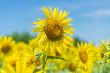 Fototapeta premium ひまわりとミツバチ