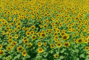 Obraz premium ひまわり07