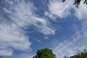 夏の青空に広がる龍の姿の白い雲 