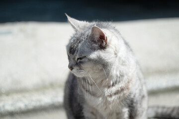 睨みを利かす野良猫のひげ、嚙み千切られた耳のディテール
