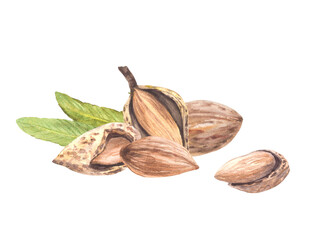 Almond nuts, peeled and in the nutshell with leaves. Watercolor painted food snack pile. Illustration with stone fruit. Organic vegan product. Clipart on isolated background for print, label design