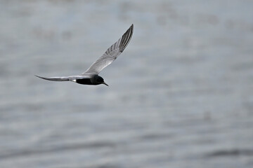 Trauerseeschwalbe // Black tern (Chlidonias niger)