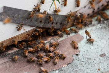 Closeup of bee hive in a garden setting with worker bees entering and exiting bee hive