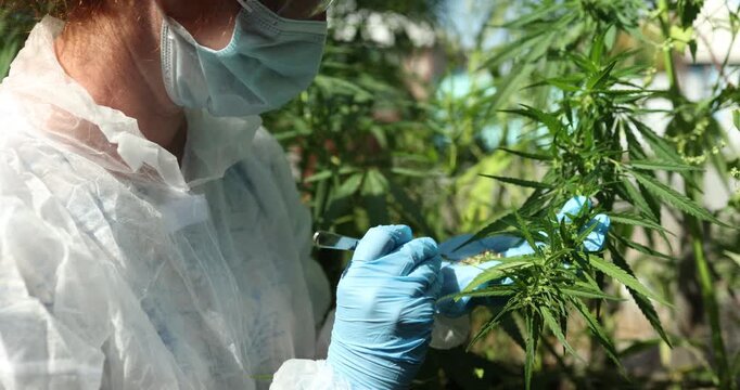 Expert analysis and indepth examination of cannabis plant characteristics for research and development purposes