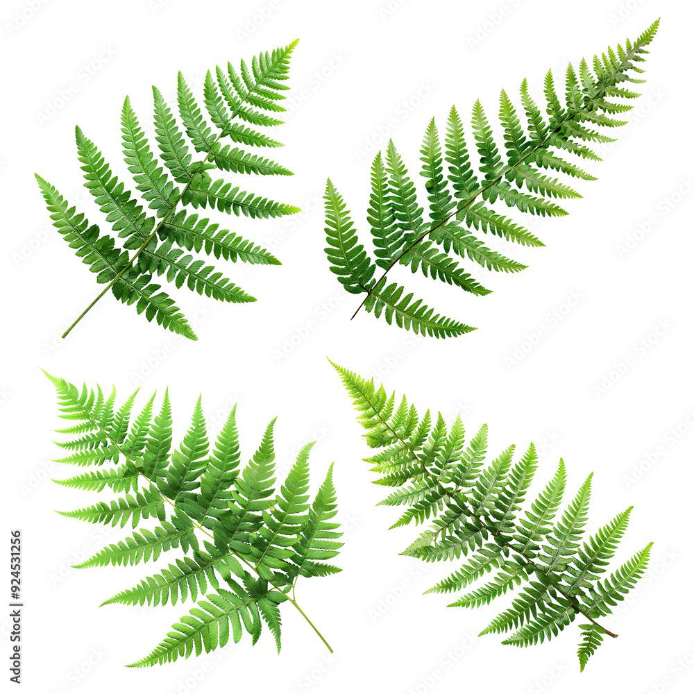 Canvas Prints set of green fern leaves, cut out