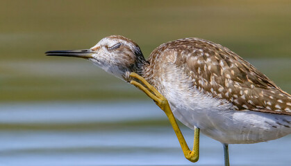 Wood Sandpiper (Tringa glareola) is a bird that feeds on invertebrates in wetlands. It lives in suitable habitats in Asia, Europe, Africa and the Americas.