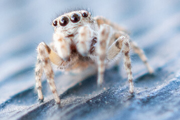 Macro Close-Up of a Jumping Spider in Natural Habitat
