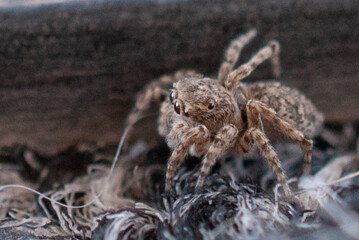 Macro Close-Up of a Jumping Spider in Natural Habitat