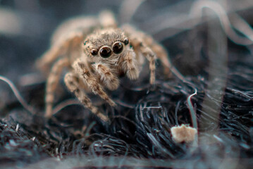 Macro Close-Up of a Jumping Spider in Natural Habitat