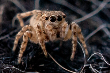 Macro Close-Up of a Jumping Spider in Natural Habitat