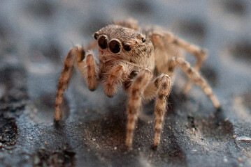 Macro Close-Up of a Jumping Spider in Natural Habitat