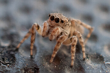 Macro Close-Up of a Jumping Spider in Natural Habitat