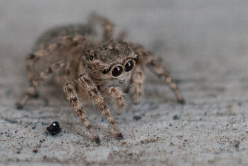 Macro Close-Up of a Jumping Spider in Natural Habitat