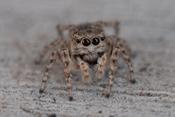 Macro Close-Up of a Jumping Spider in Natural Habitat