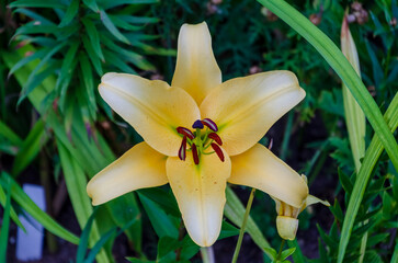 The beautiful yellow Lilium regale, called the regal lily, royal lily, king's lily, blooming in all its beauty and majesty,  close up, horizontal.