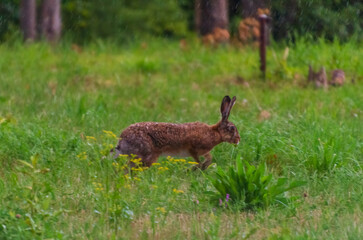 The European hare (Lepus europaeus) runs through a green meadow on a summer evening, wants to hide, close-up, horizontal