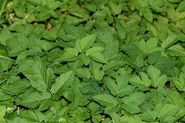 Zielone liście z bliska podagrycznik pospolity