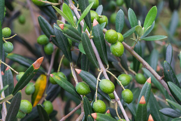 実を付けたオリーブの木