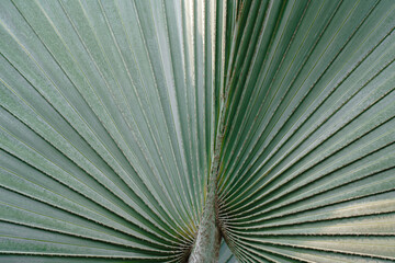 close up of green palm leaf