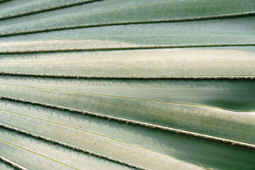 close up of green palm leaf