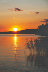 Summer landscape with sunset over lake, reeds and trees in the rays of the setting sun.
