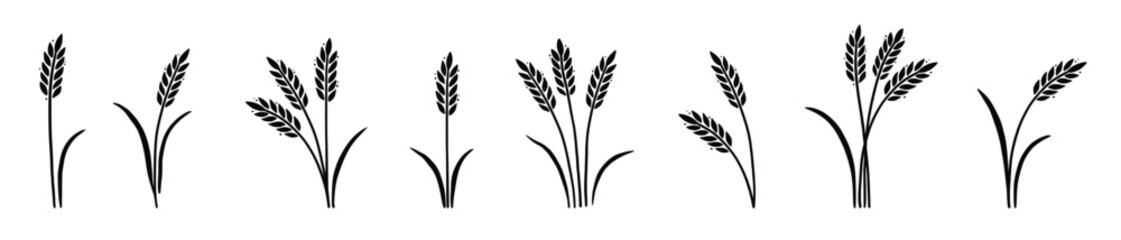 Wheat barley rice icon hand drawn