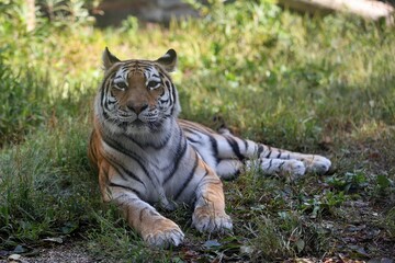 横になったアムールトラ